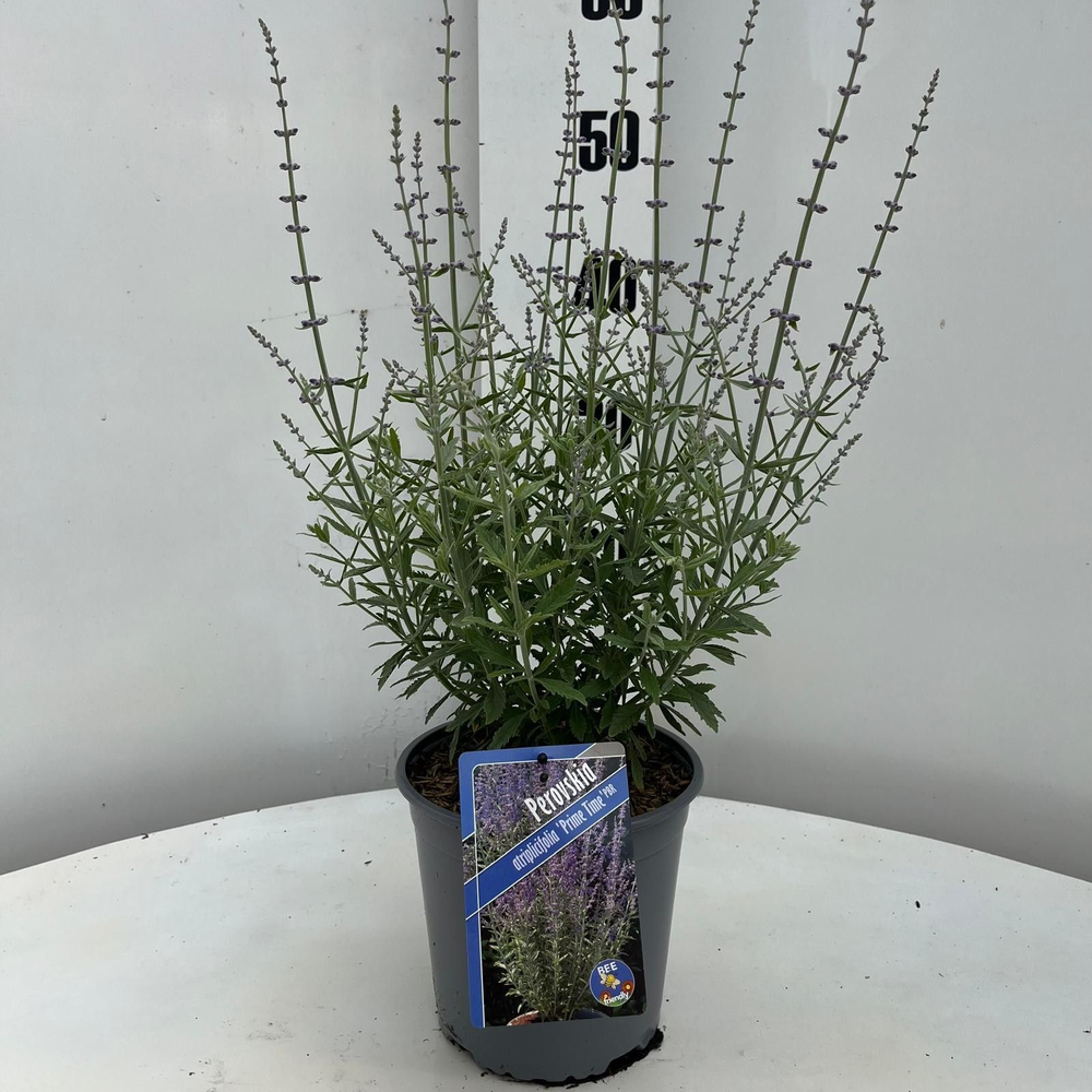 Perovskia atriplicifolia 'Prime Time' PBR.