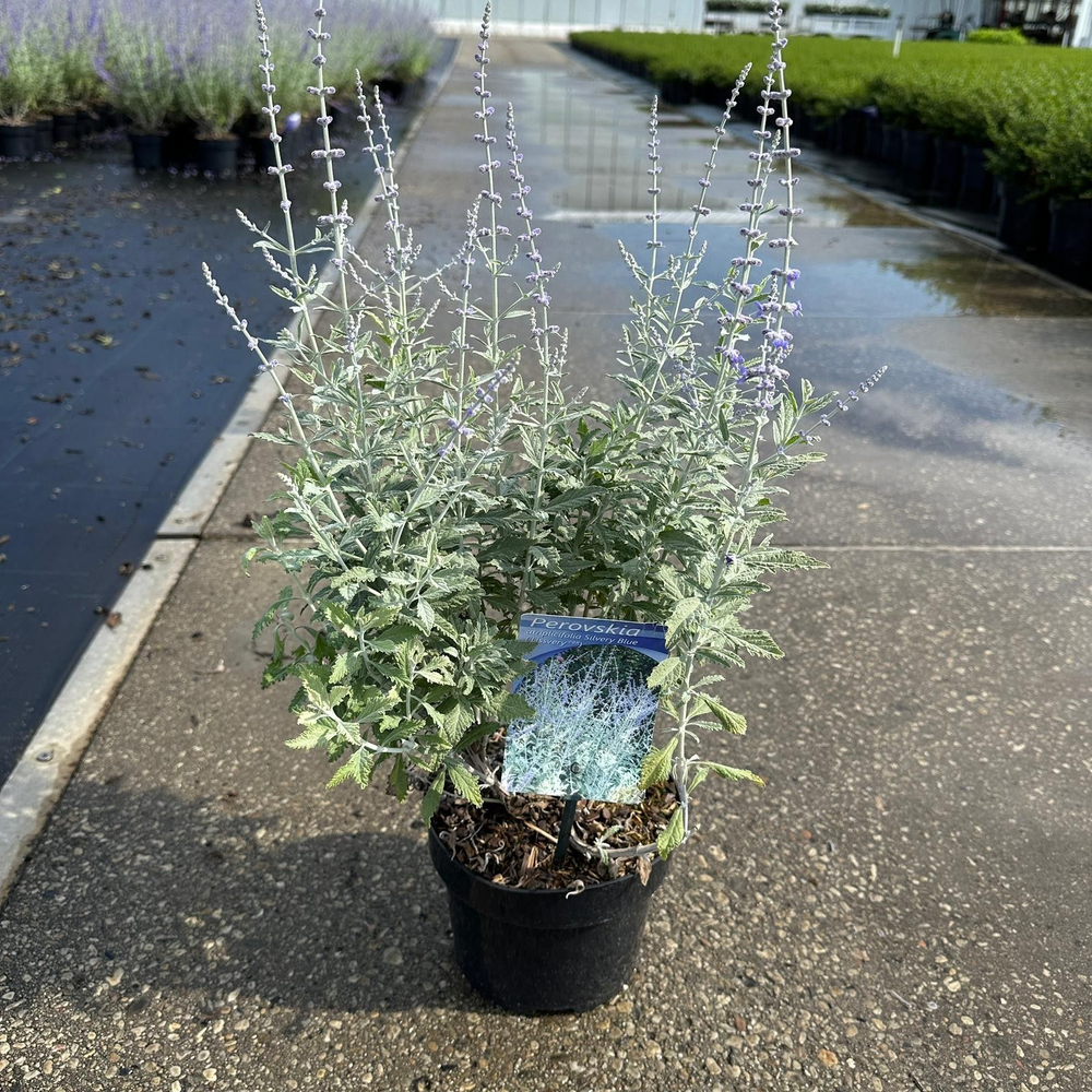 Perovskia atriplicifolia Silvery Blue ('Lissvery' .