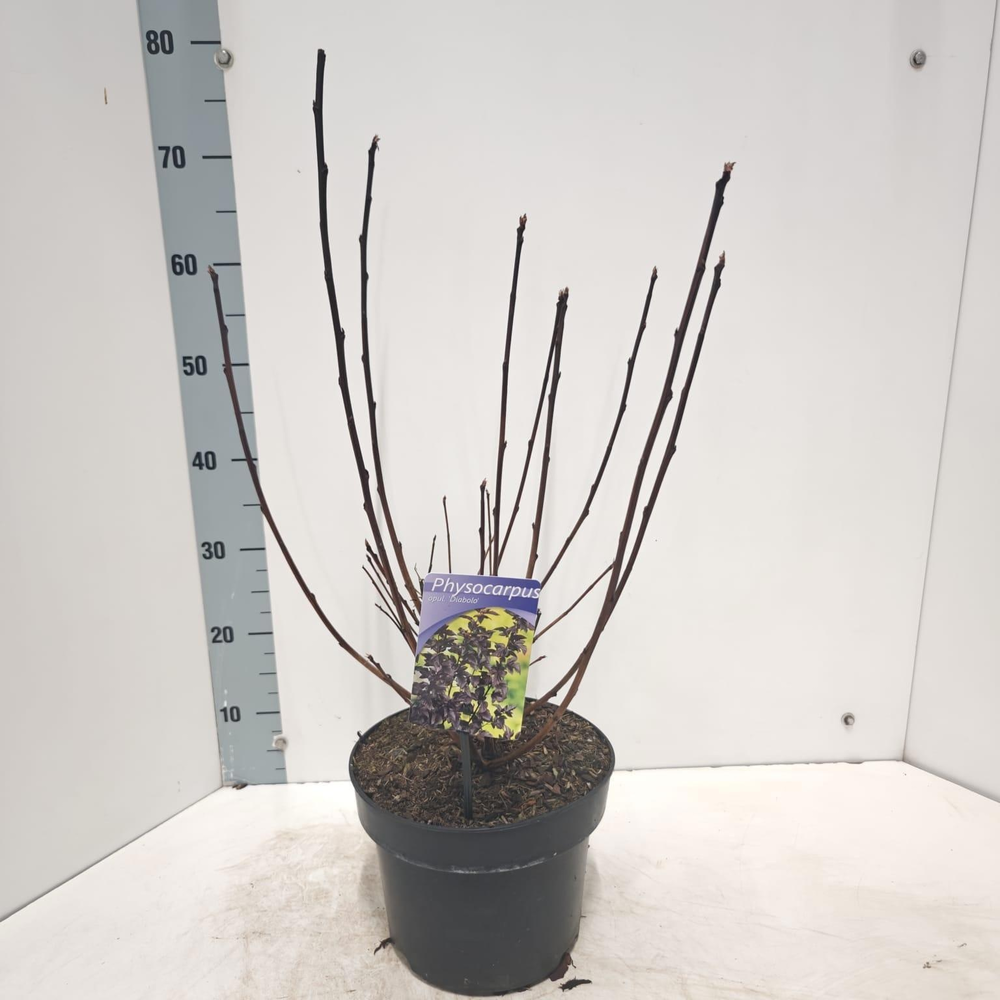 Physocarpus opulifolius 'Diabolo' PBR.