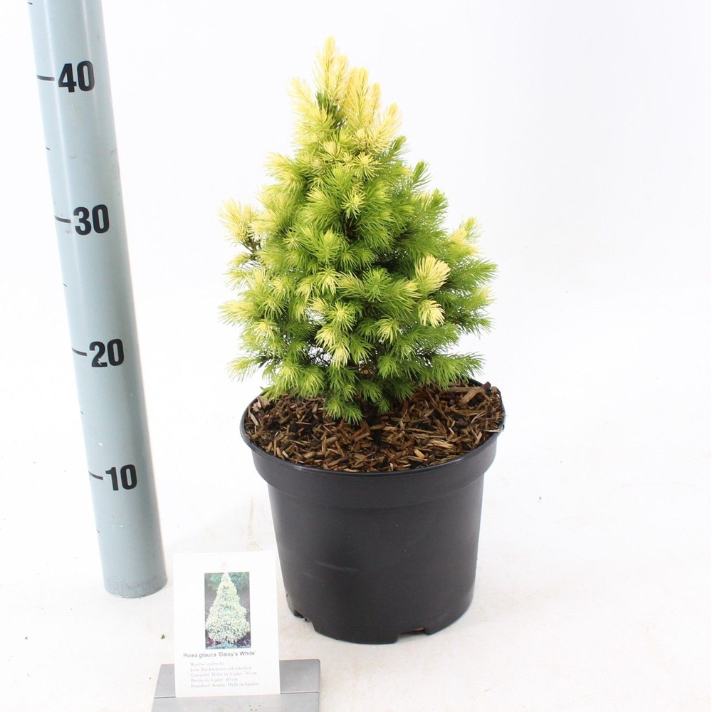 Picea glauca 'J.W. Daisy's White'.