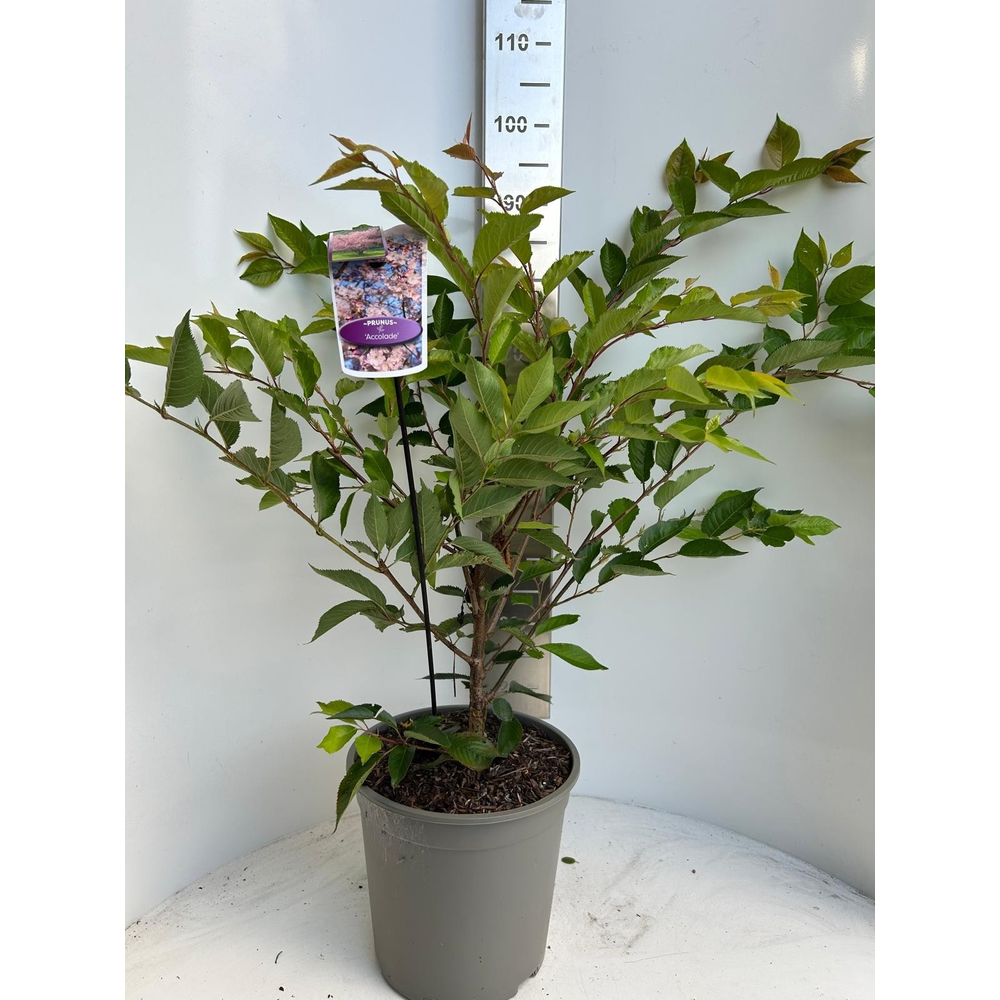 Prunus 'Accolade'.