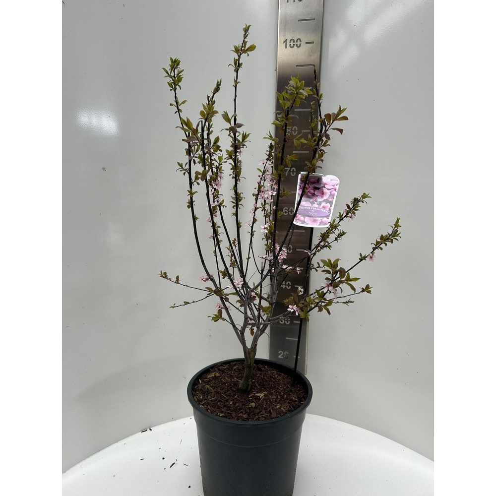 Prunus cerasifera 'Nigra'.