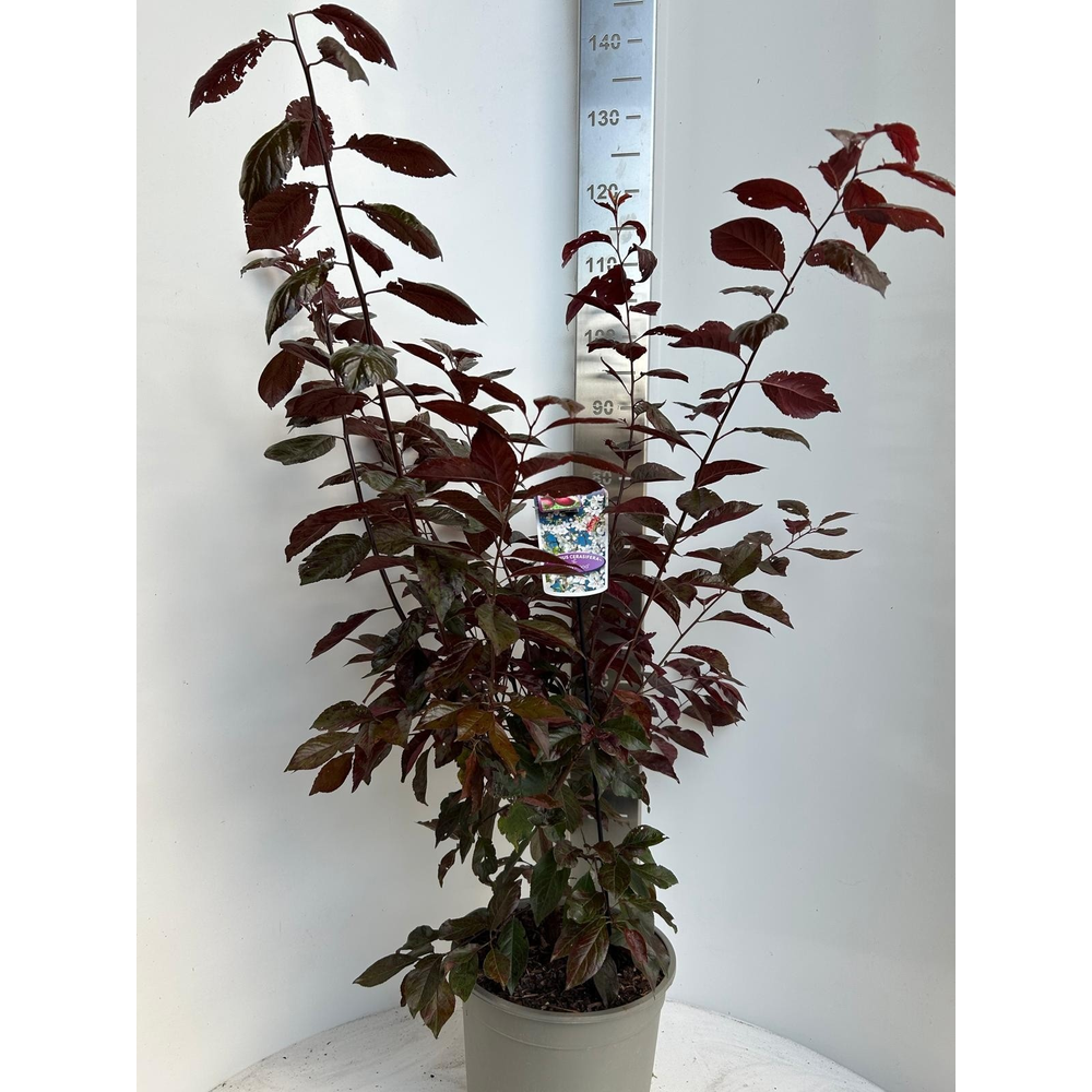 Prunus cerasifera 'Hollywood'.