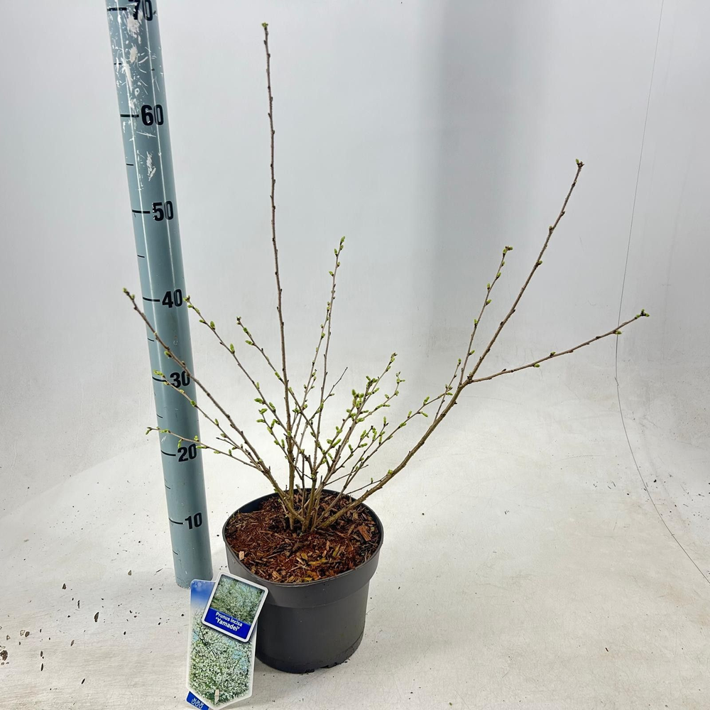 Prunus incisa 'Yamadei'.