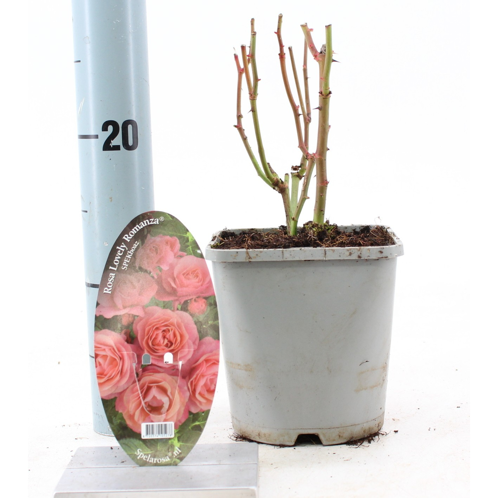 Rosa Lovely Romanza ®.