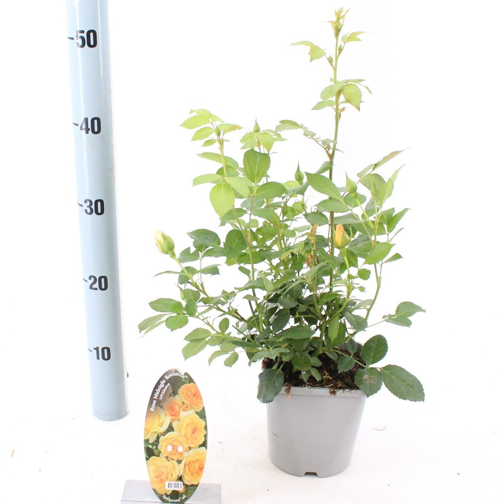 Rosa Midnight Romanza ®.