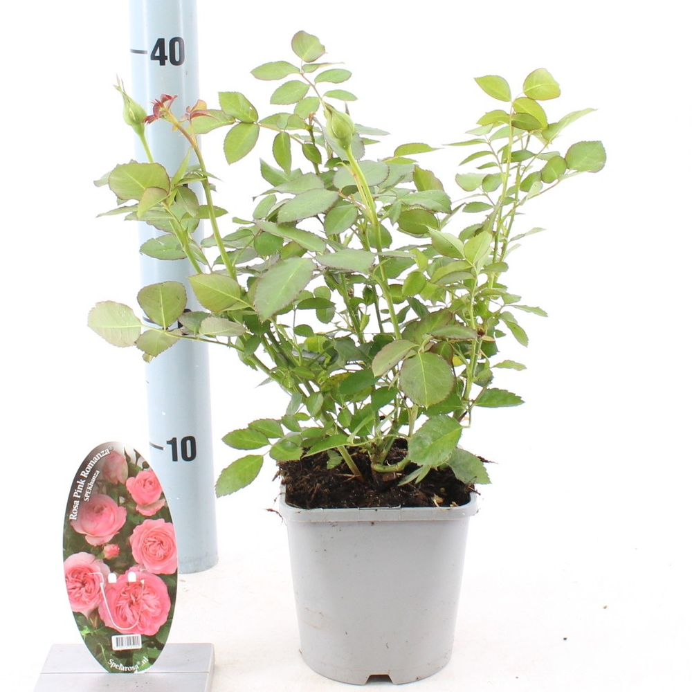 Rosa Pink Romanza ®.