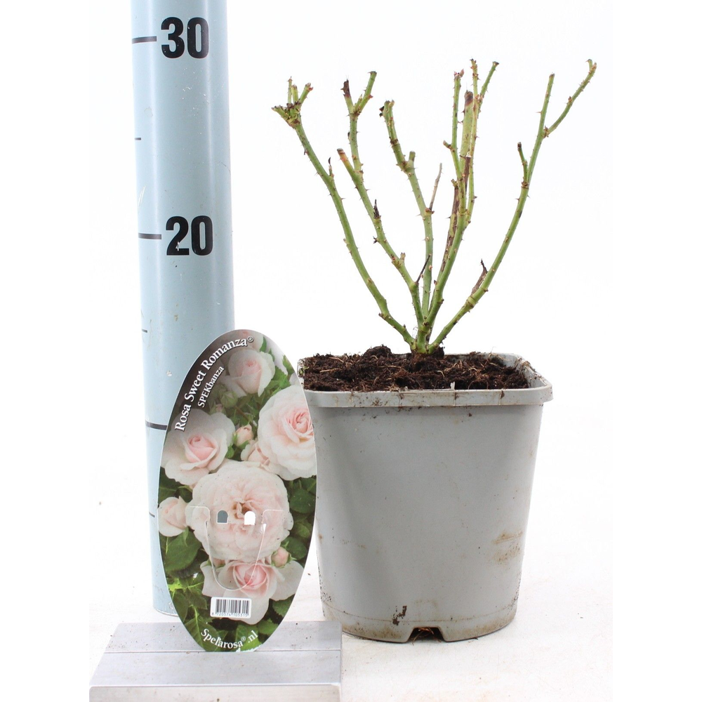 Rosa Sweet Romanza ®.