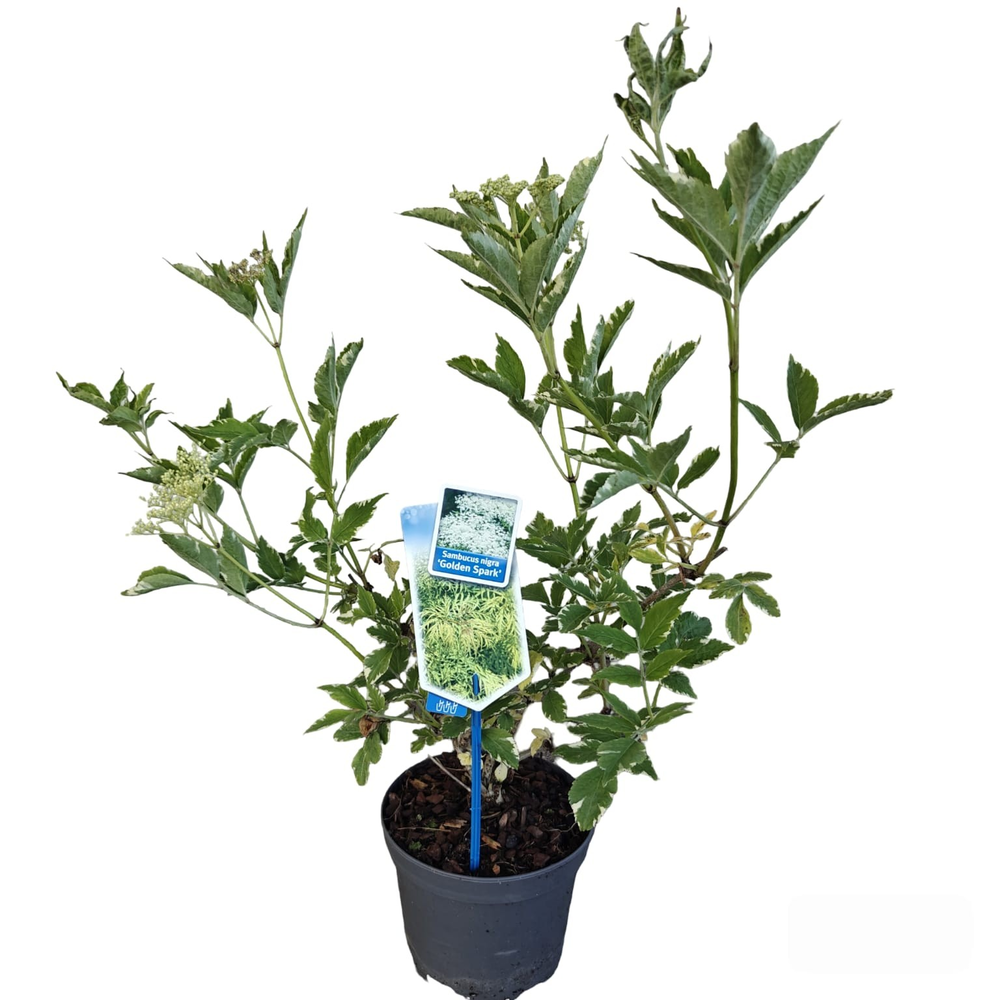 Sambucus nigra Golden Spark' (Alcsam).