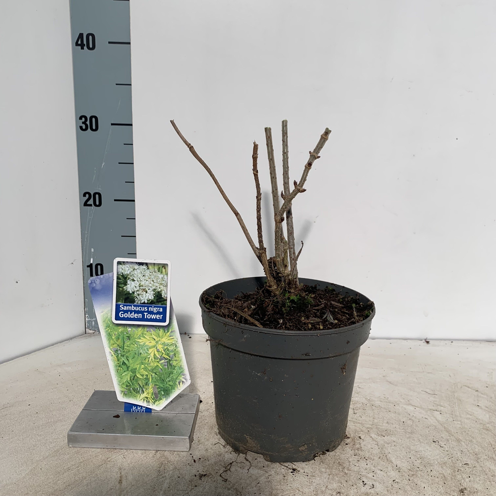 Sambucus nigra Golden Tower ('Jdeboer001'PBR).