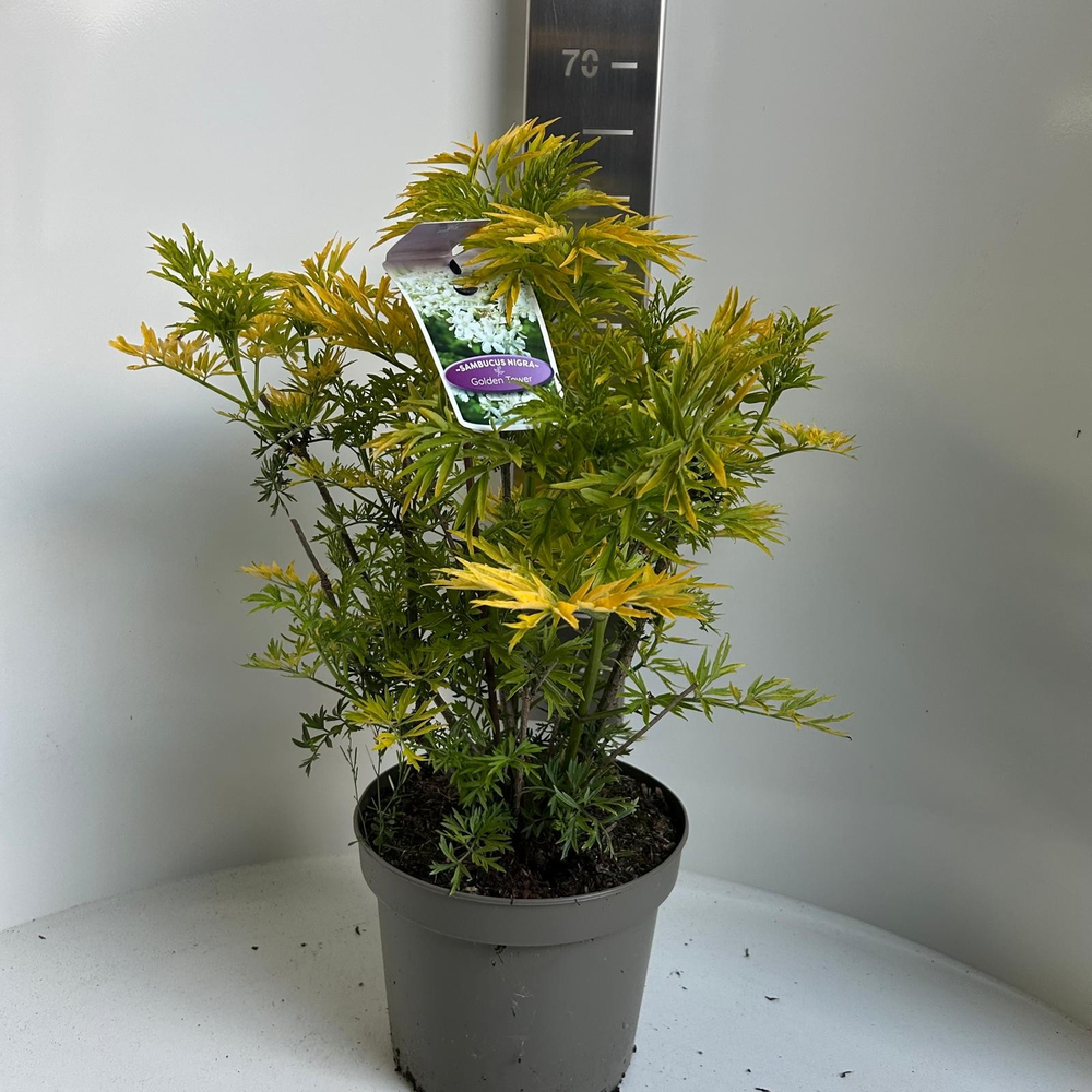 Sambucus nigra Golden Tower ('Jdeboer001'PBR).