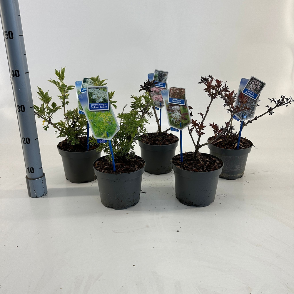 Sambucus nigra-mixP17.