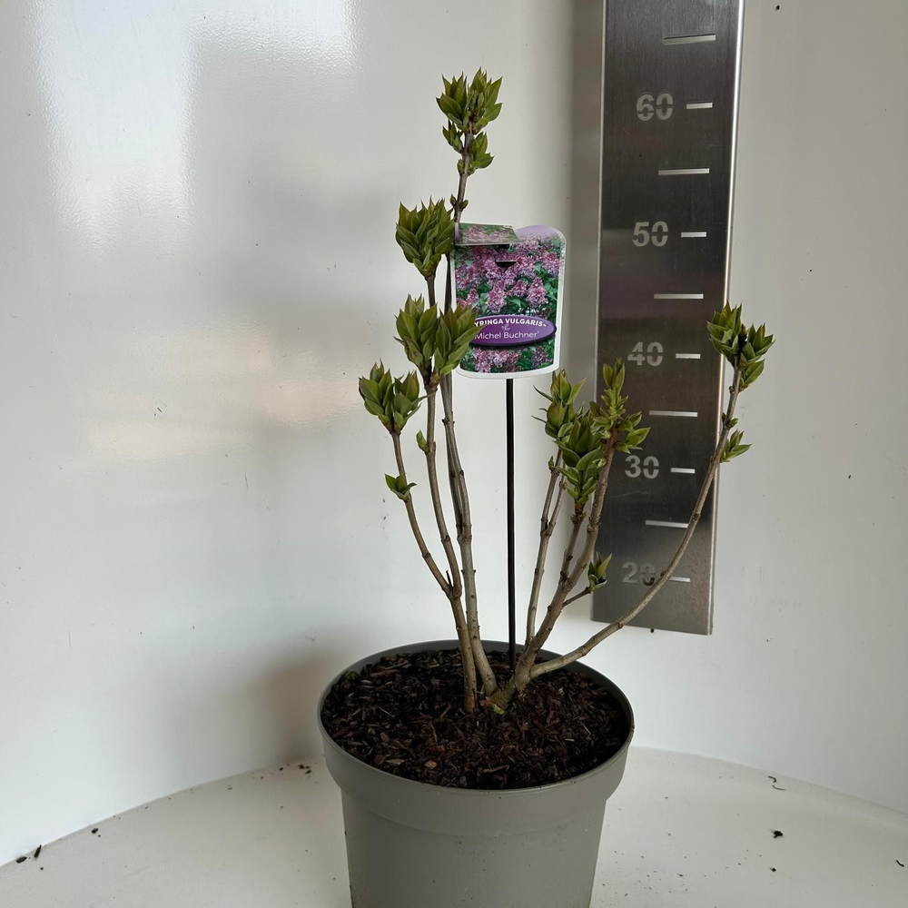 Syringa vulg. 'Michel Buchner'.
