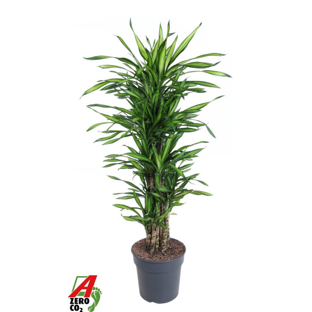 Dracaena Riki vertakt P31.