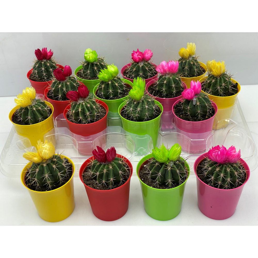 Cactus sier kameleon pot 6,5 cm.