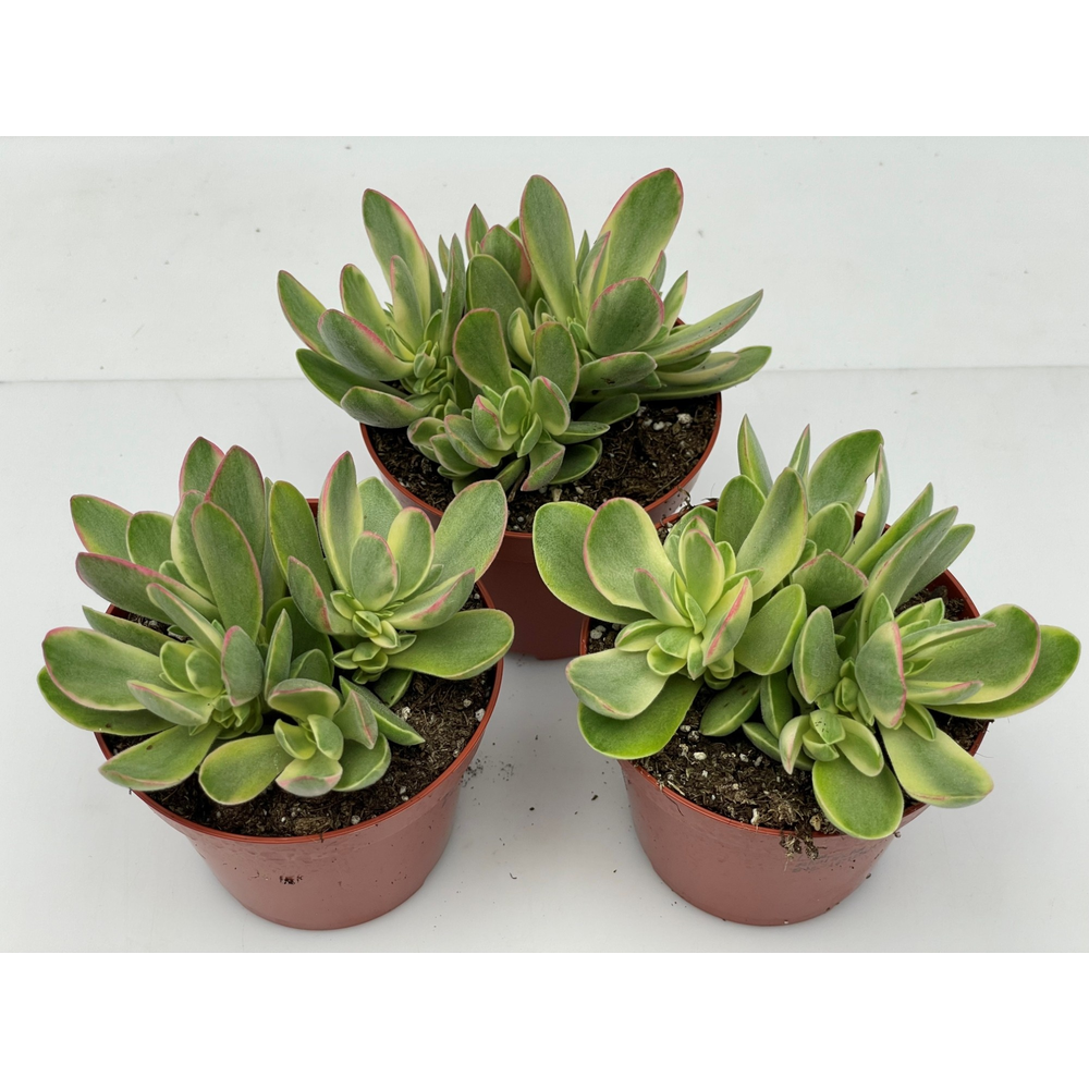 Art.330 Kalanchoe Joyce 8,5 cm.