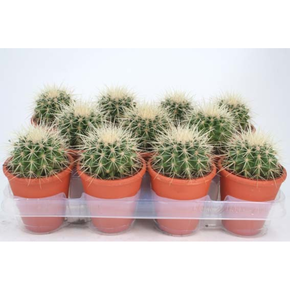 Grusonii rozenpot 8,5 cm.