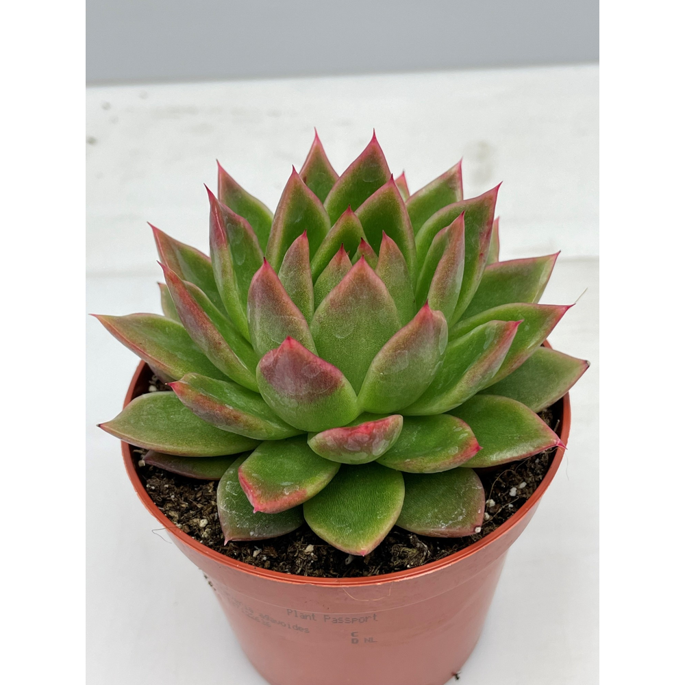 Echeveria Agavoides 8,5 cm.