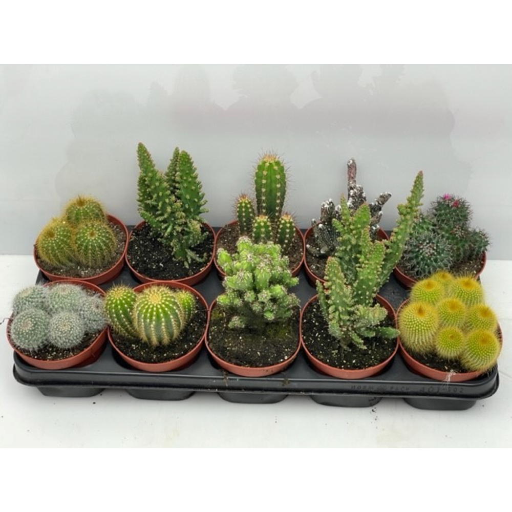 Engeland art.919 Cactus mix 12 cm.