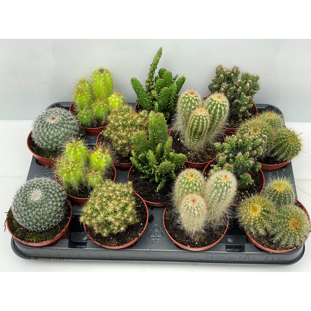 Engeland art.994 Cactus gemengd 8,5 cm.