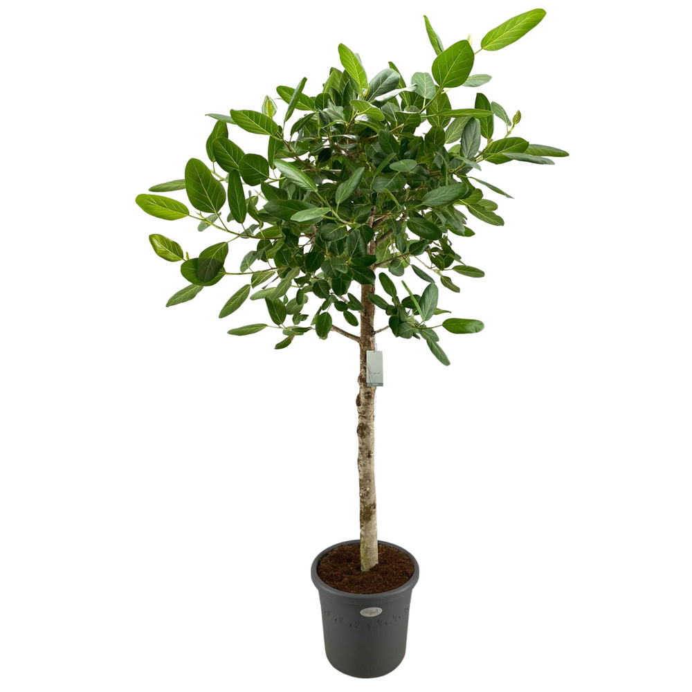 Ficus Benghalensis Audrey Rechte stam p40.