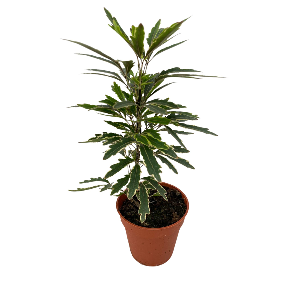 Schefflera Elegantissima 'Bianca' p9.