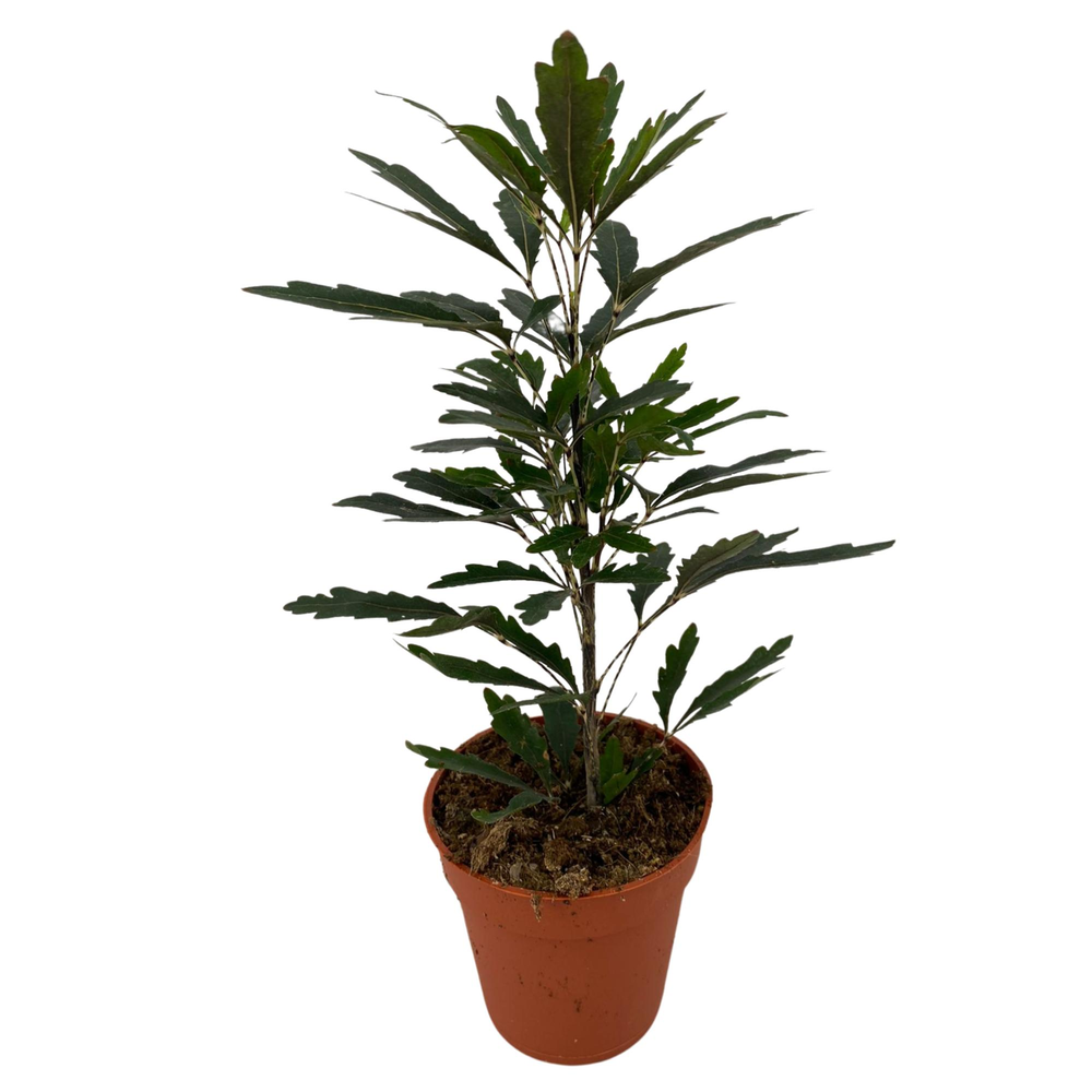 Schefflera Elegantissima 'Castor' p9.
