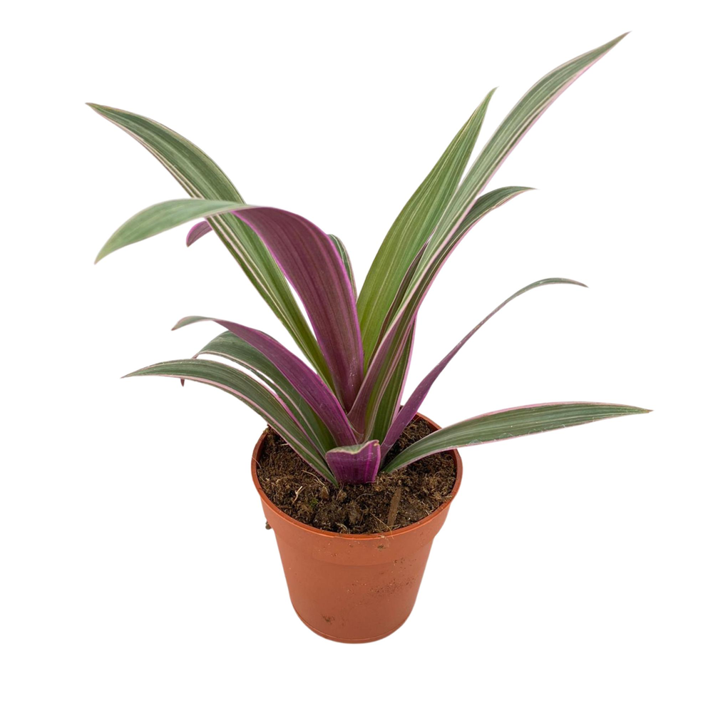 Tradescantia p9.