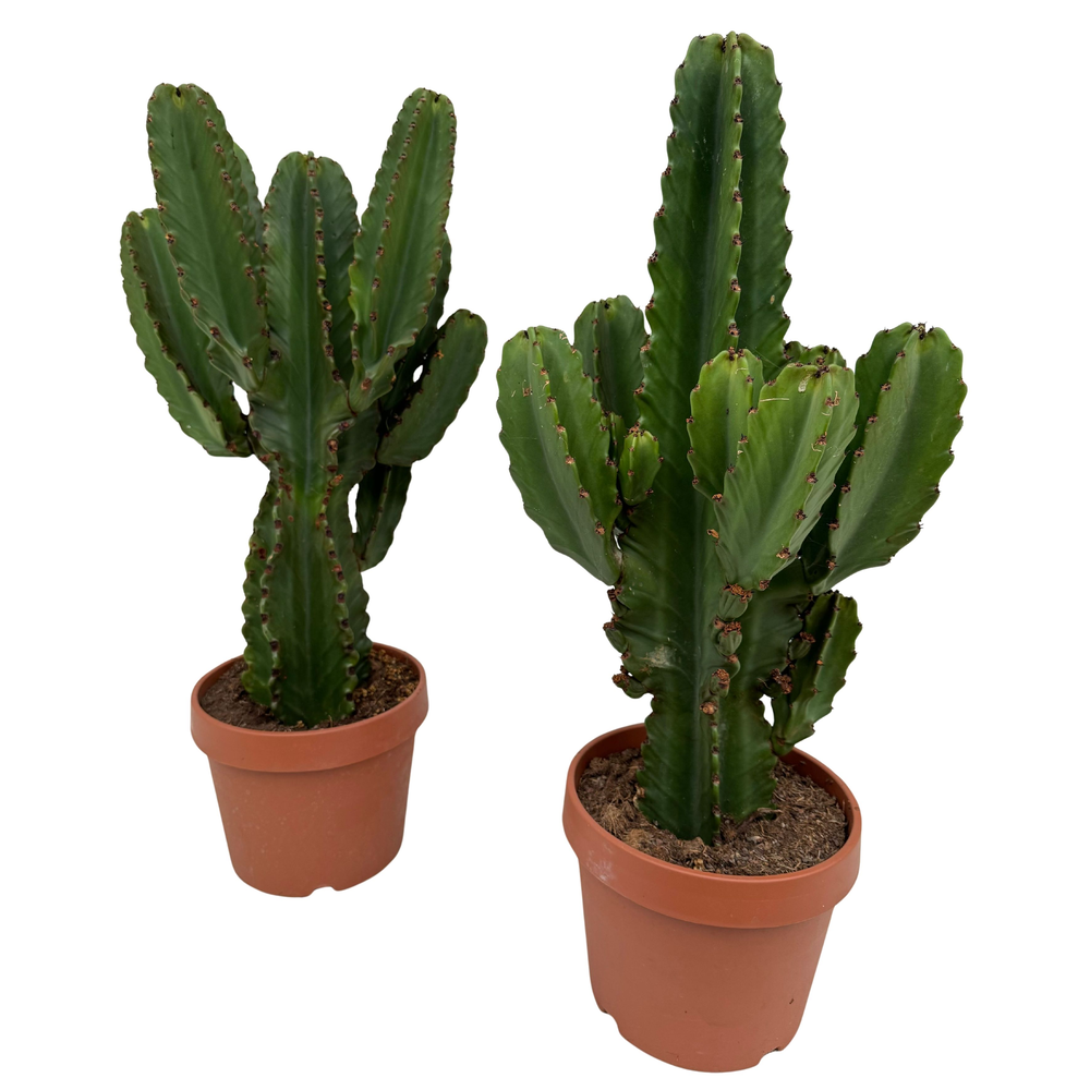 Euphorbia ingens P26.