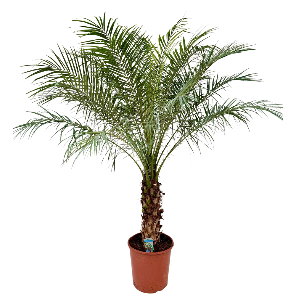 Phoenix roebelenii P30.