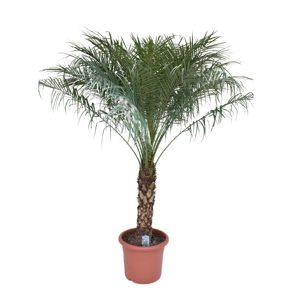 Phoenix roebelenii P40.