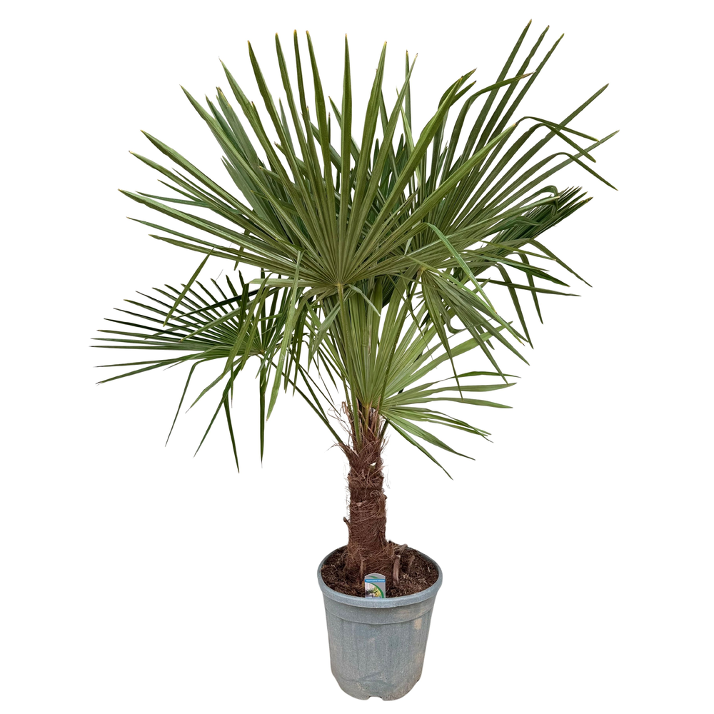Trachycarpus fortunei P32