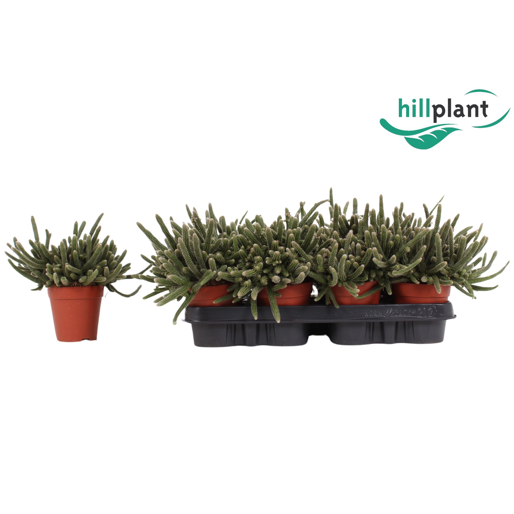 Rhipsalis baccifera Horrida.