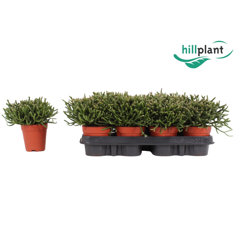 Rhipsalis Burchelli 9 cm.