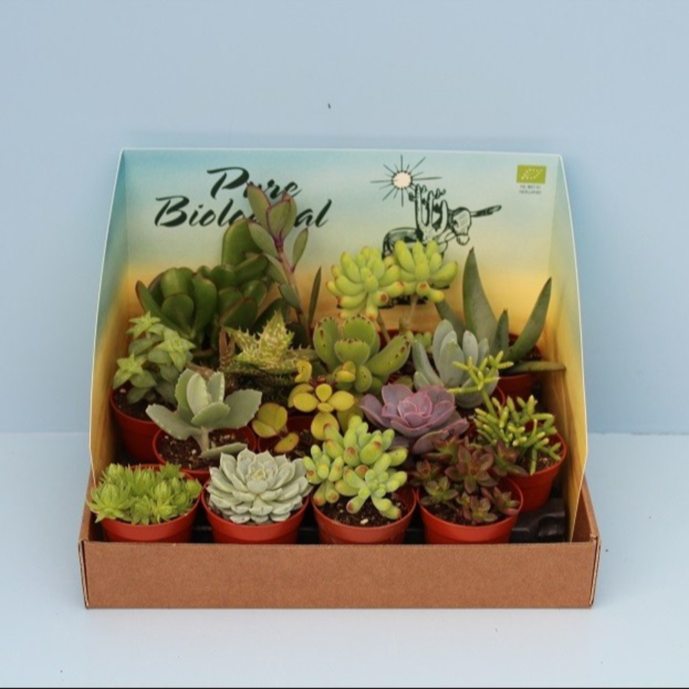Bio Succulenten mix 216-SUCMIX.