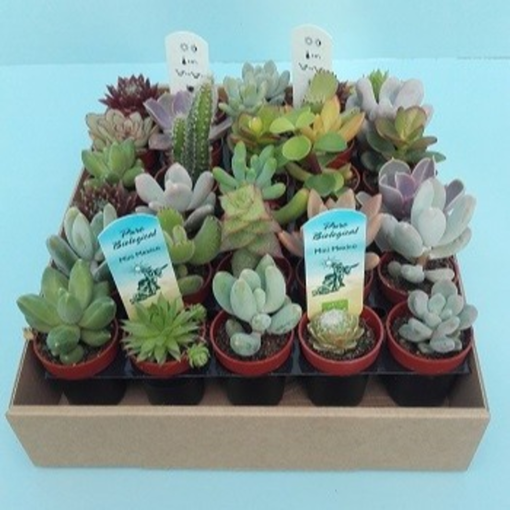 Bio Succulenten mini 220-MISUMI.