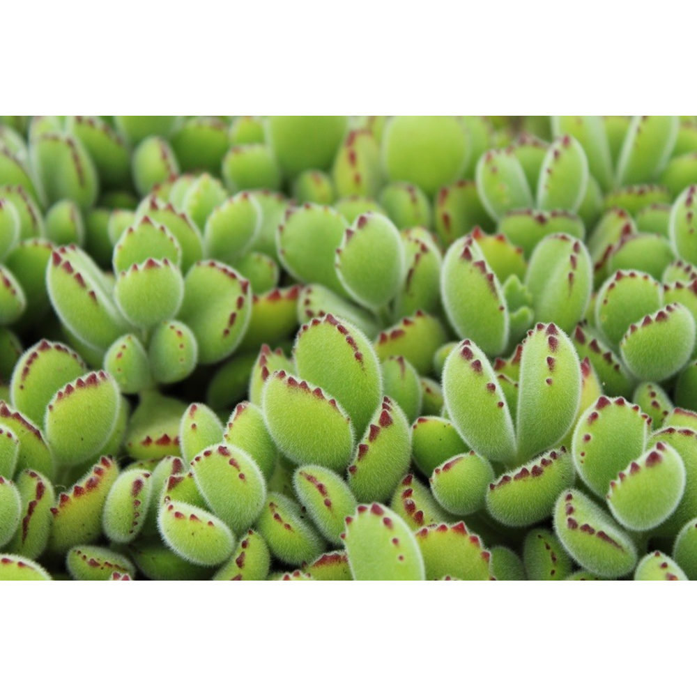 Bio Cotyledon tomentosa subsp.ladysmithiensis 615-.