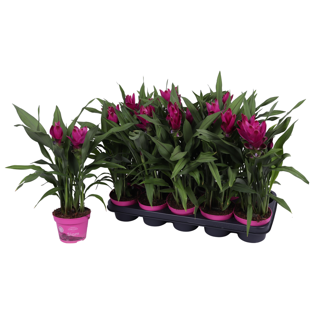 Curcuma Siam Sublime 12 cm.