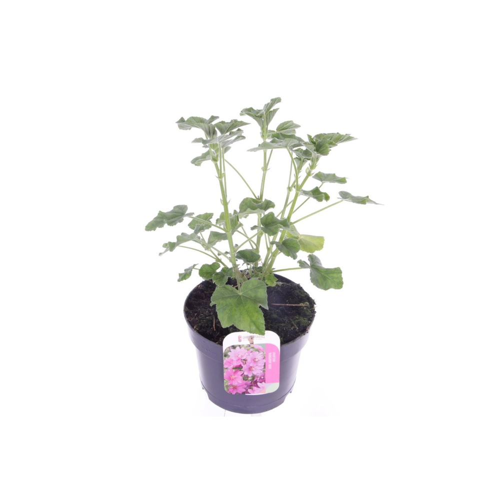 Lavatera Burgundy Wine.