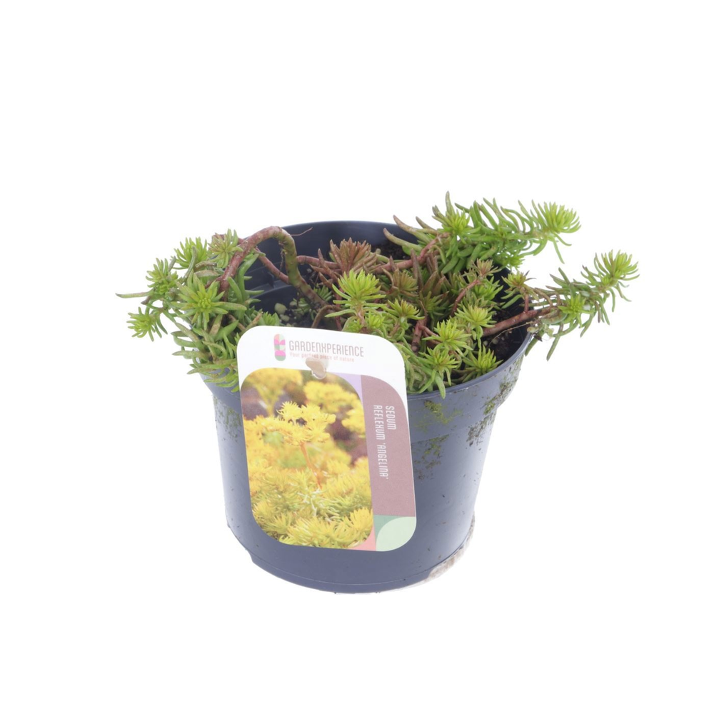 Sedum reflexum Angelina.