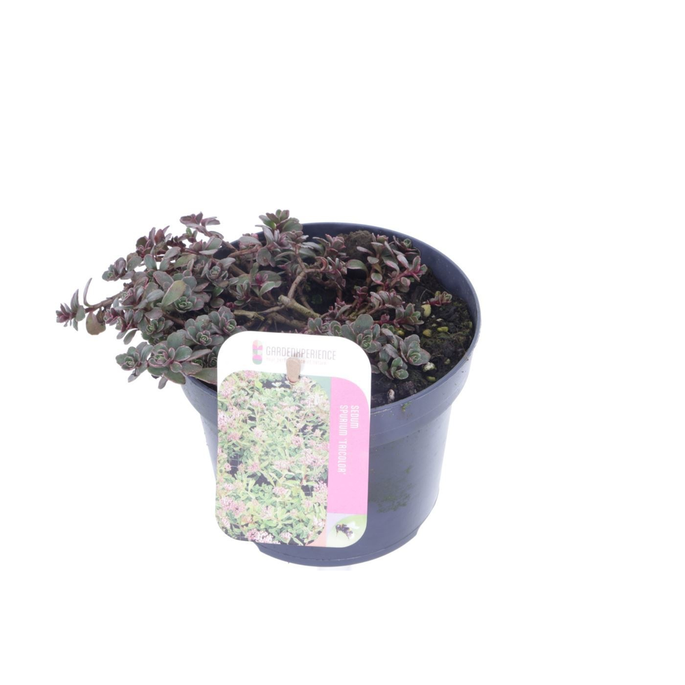 Sedum spurium Tricolor.