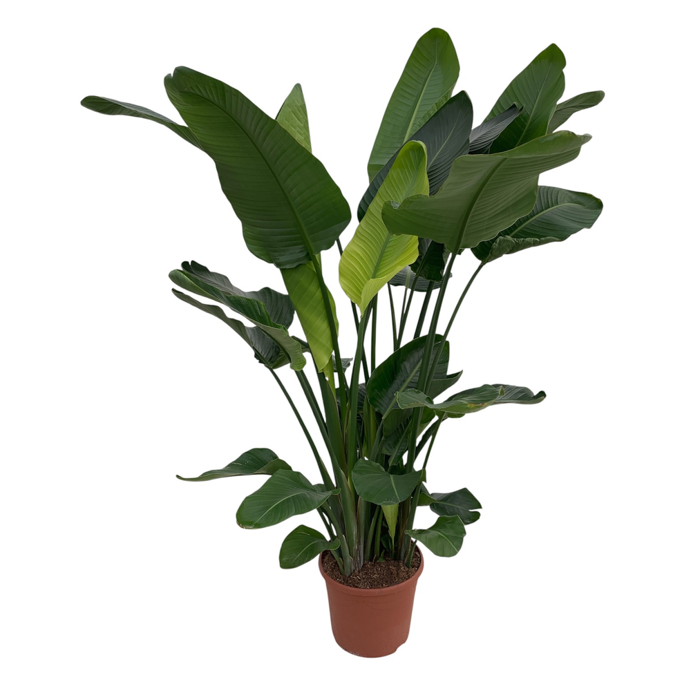 Strelitzia Nicolai P35.