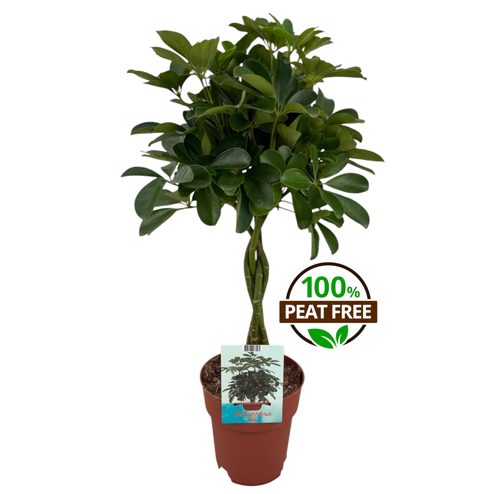 Schefflera Compacta gevlochten stam.