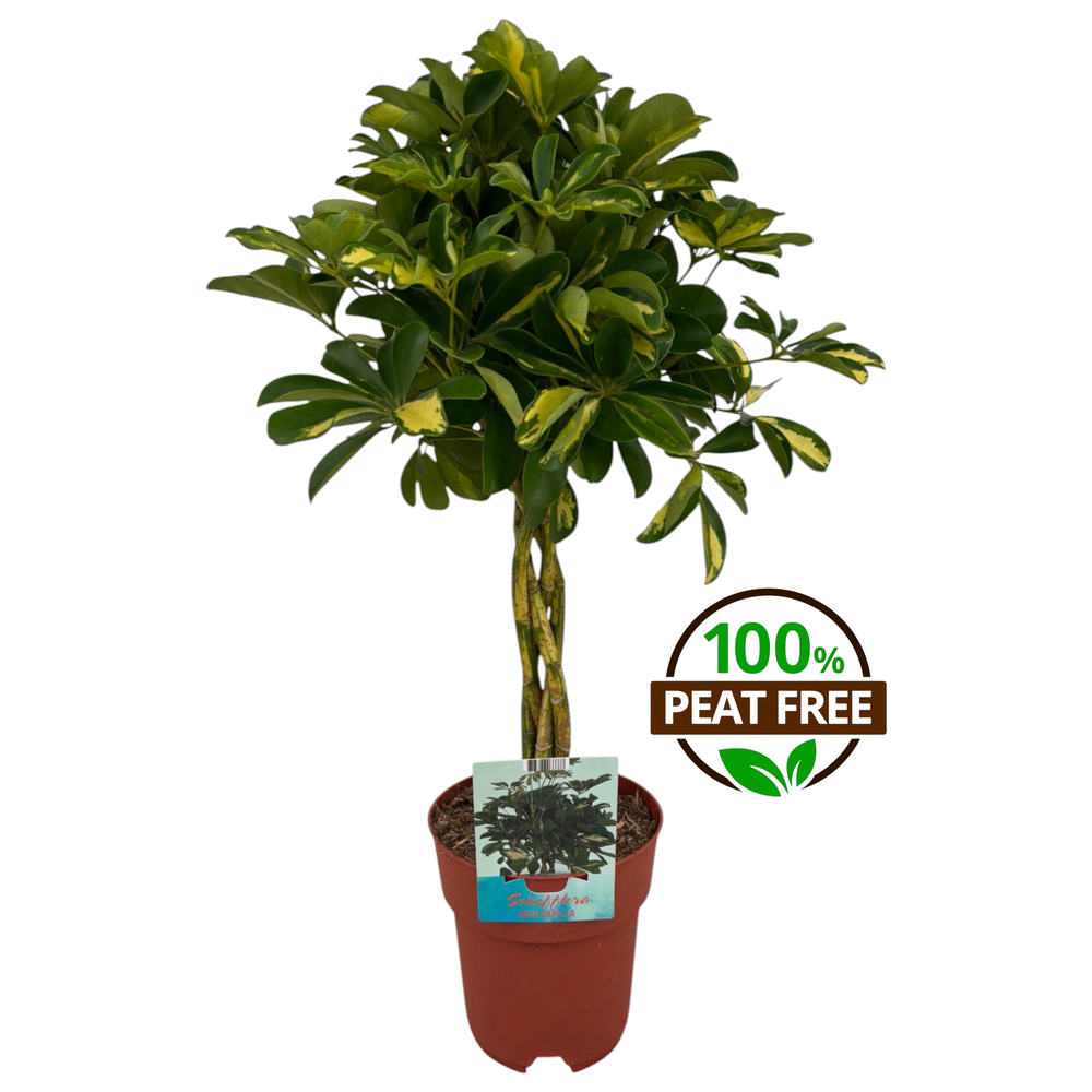 Schefflera Gold Capella gevlochten stam.