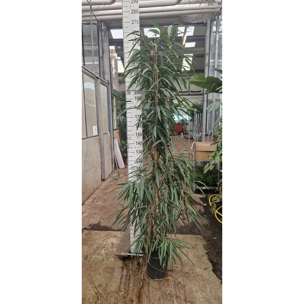 Ficus Alii piramide 240.