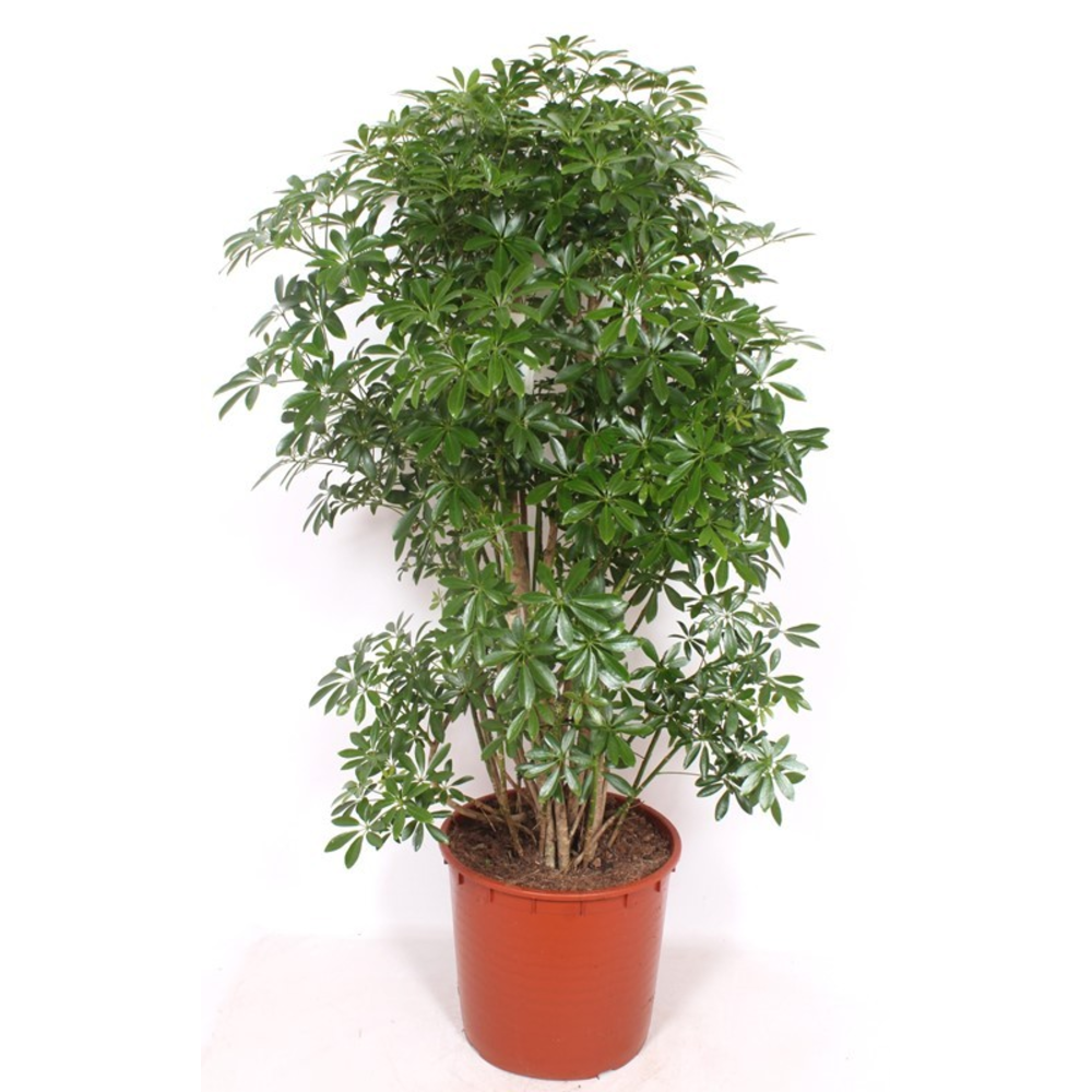 Schefflera Luseana.