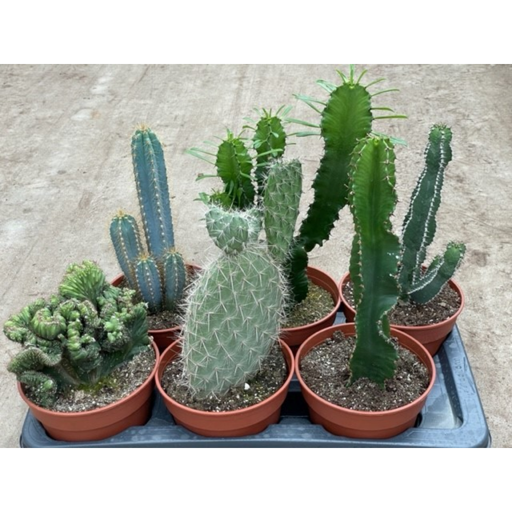 Engeland art.918 mix 17 cm.