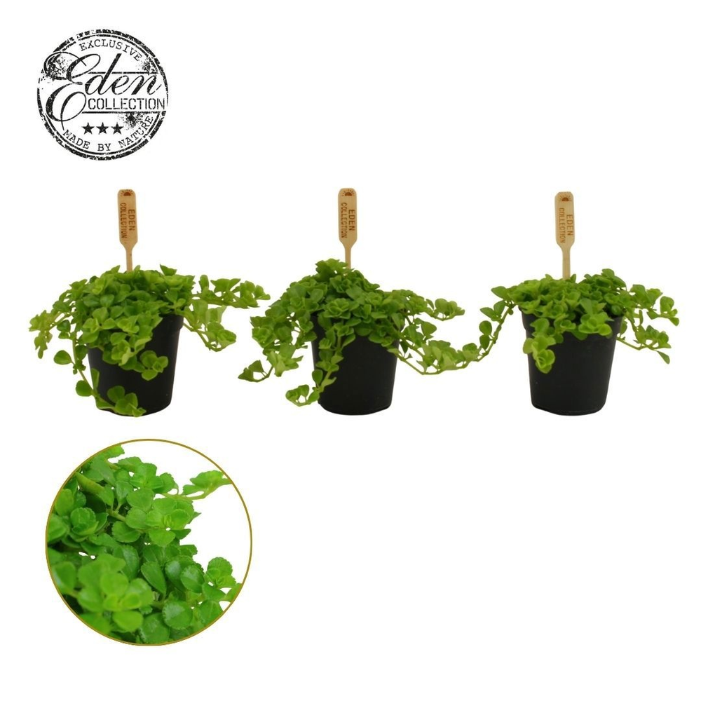 Pilea Depressa 5,5cm.