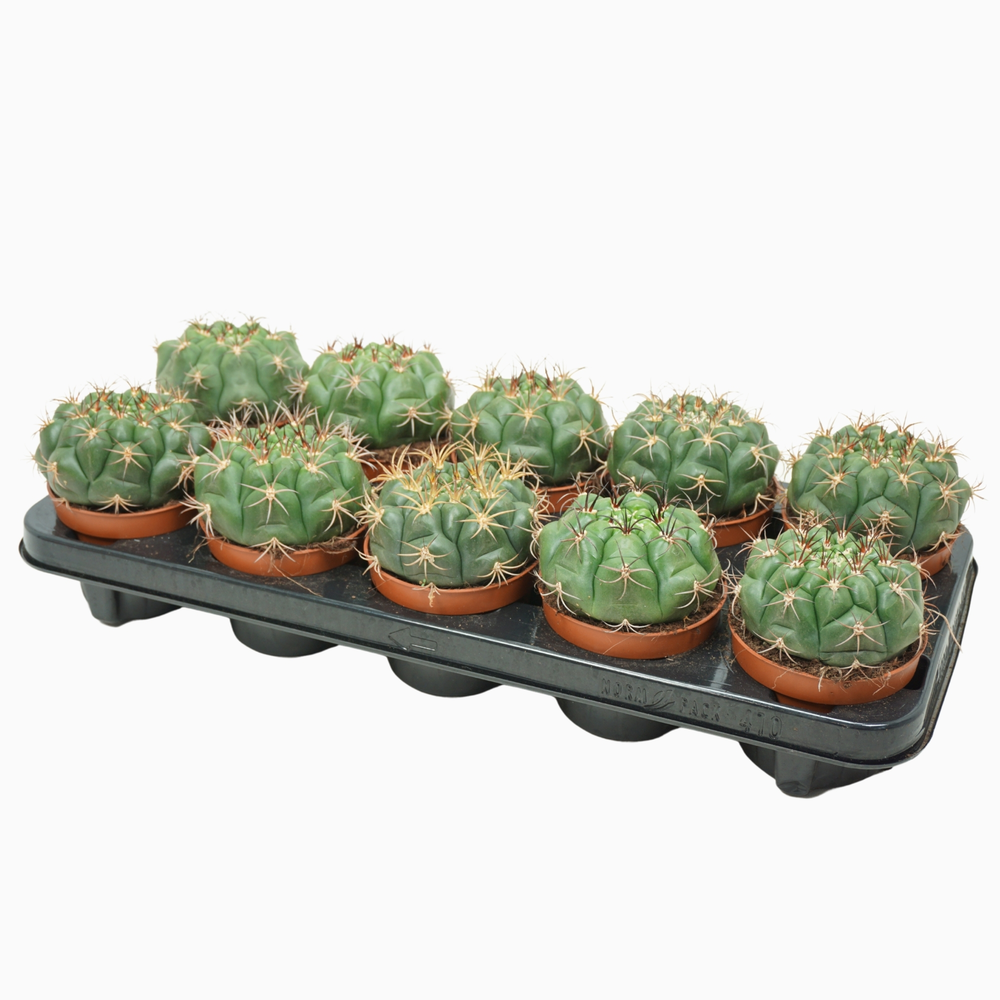 Gymnocalycium saglione 10,5 cm.