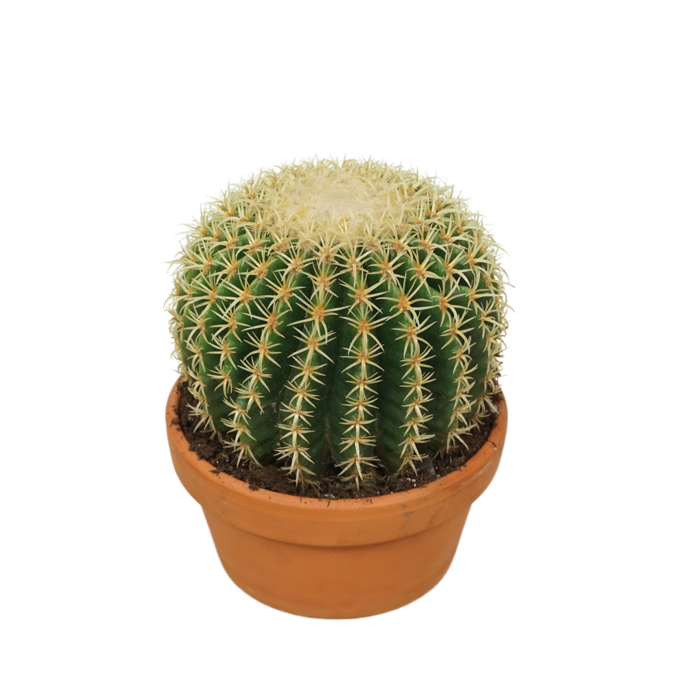 Echinocactus brevispina 20 cm.